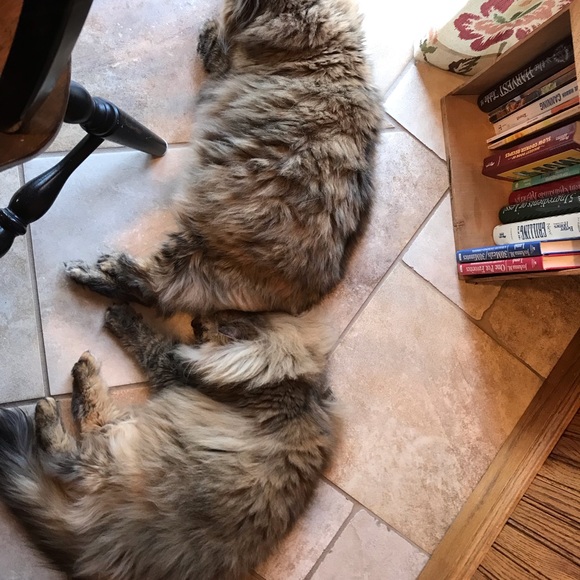 Meet your Posher, Sheri - Picture 6 of 7